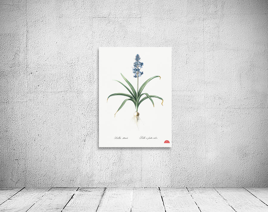 Scilla patula illustration  Wall Preview