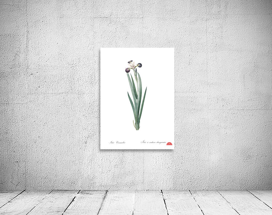 Harlequin blueflag illustration  Wall Preview