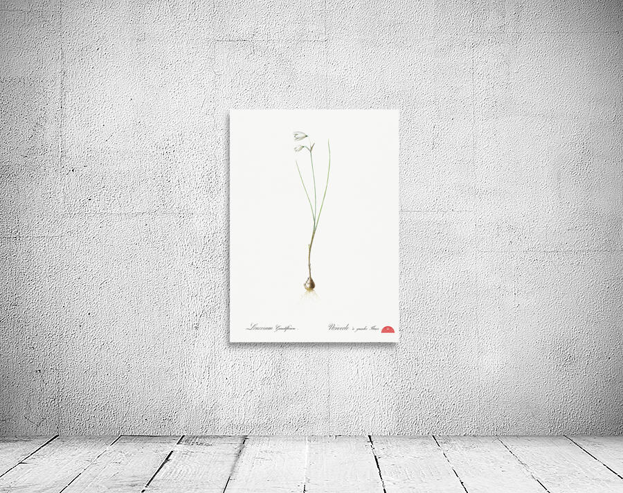 Snowbell illustration  Wall Preview