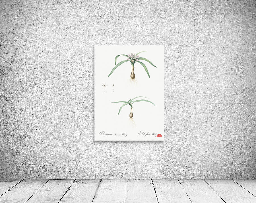 Dwarf garlic illustration  Wall Preview