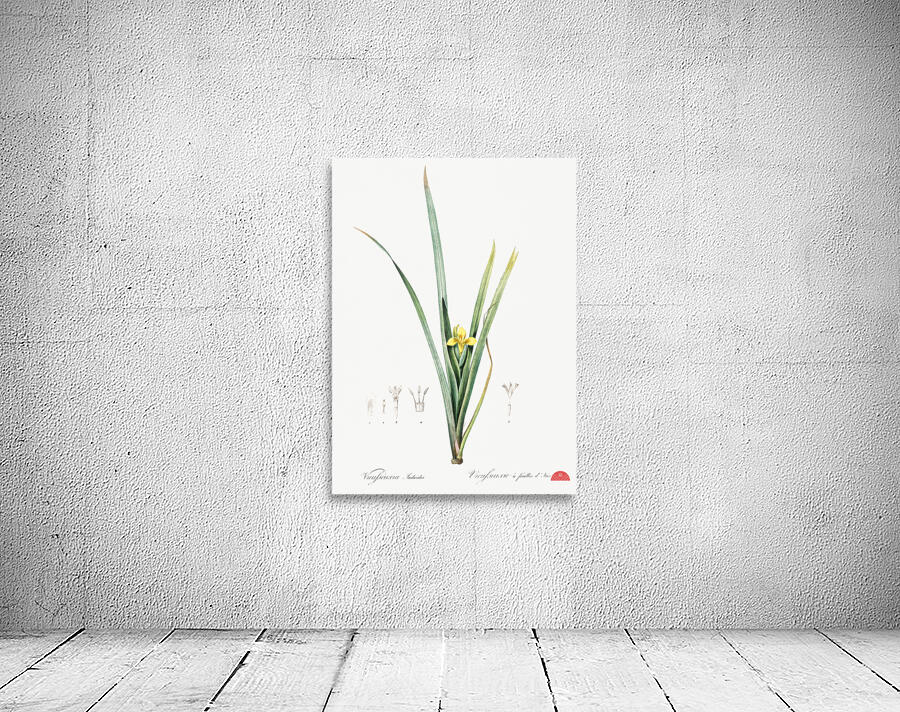 Yellow iris illustration  Wall Preview
