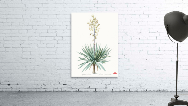 Adam needle illustration  Wall Preview