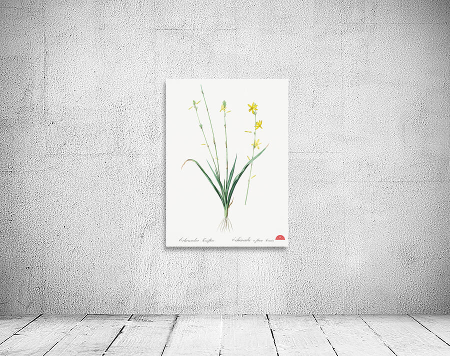 Torrey craglily illustration  Wall Preview