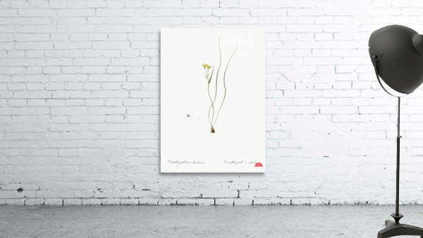 Ornithogalum spathaceum illustration  Wall Preview