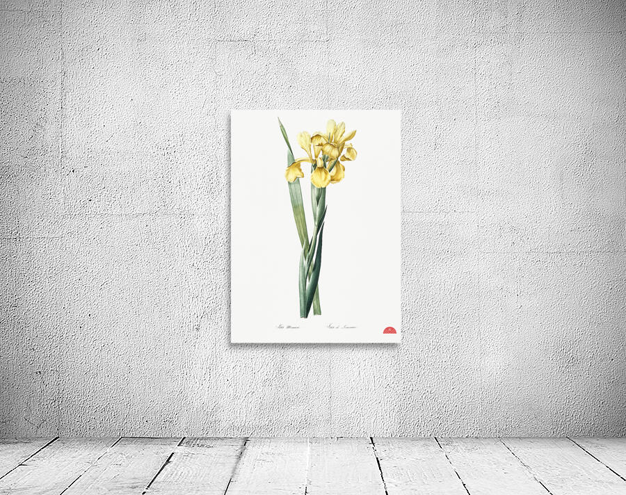 Iris Monnieri illustration  Wall Preview