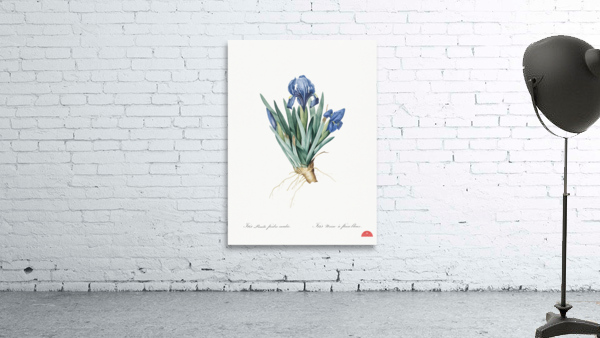 Pygmy iris illustration  Wall Preview