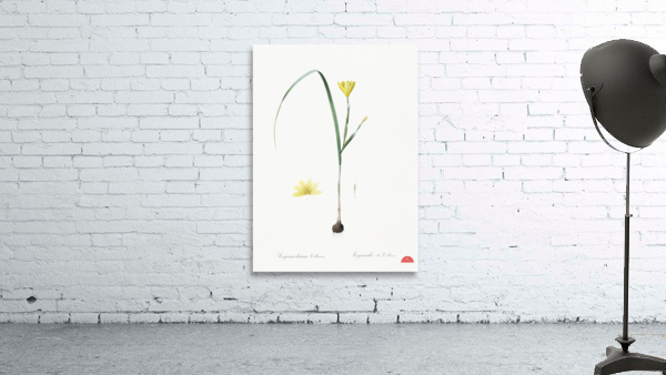Cape tulip illustration  Wall Preview