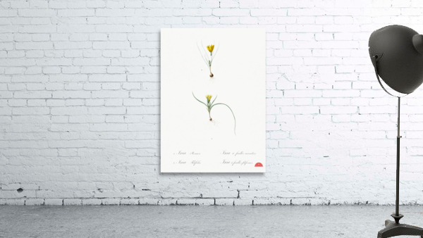 1. Ixia recurva 2. Ixia filifolia illustration  Wall Preview