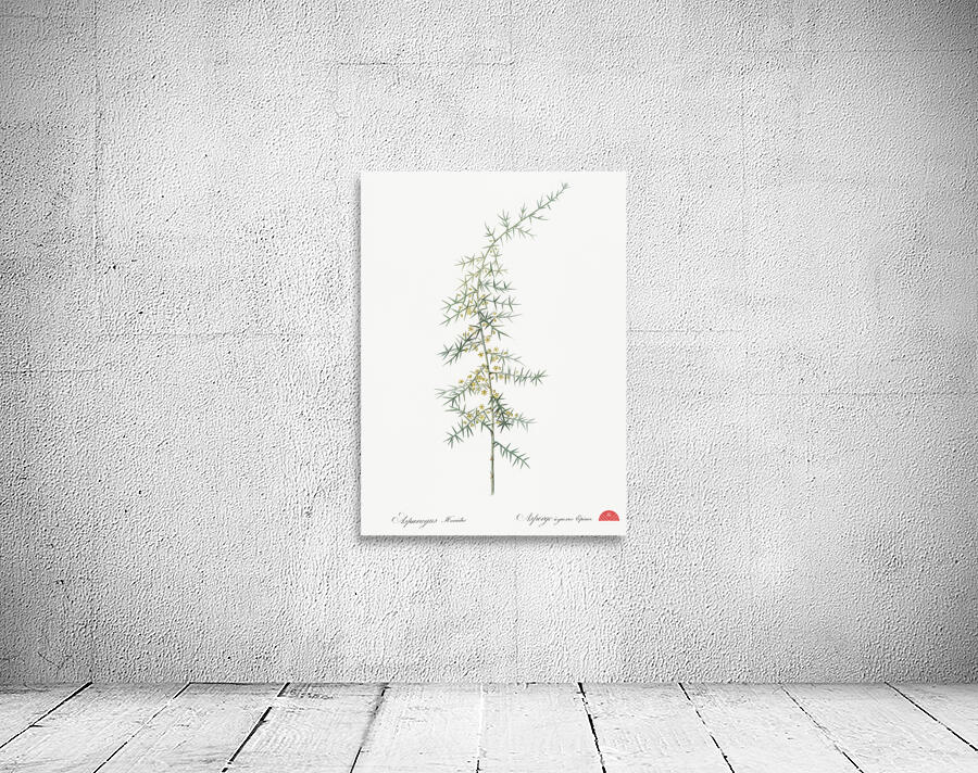 Asparagus horridus illustration  Wall Preview