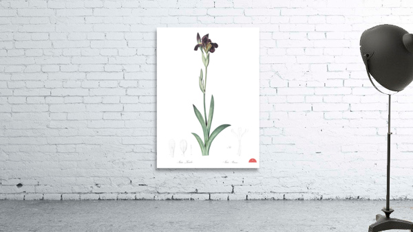Dingy flag iris illustration  Wall Preview