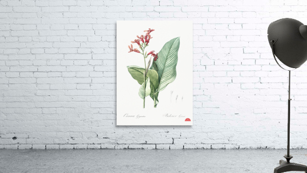 Canna lily illustration  Wall Preview