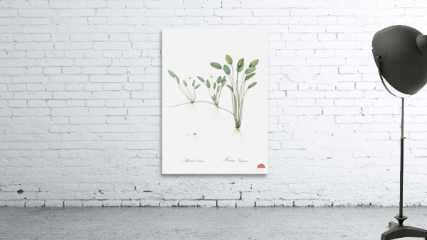 Floating water-plantain illustration  Wall Preview