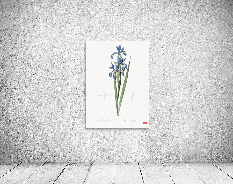 Blue iris illustration  Wall Preview