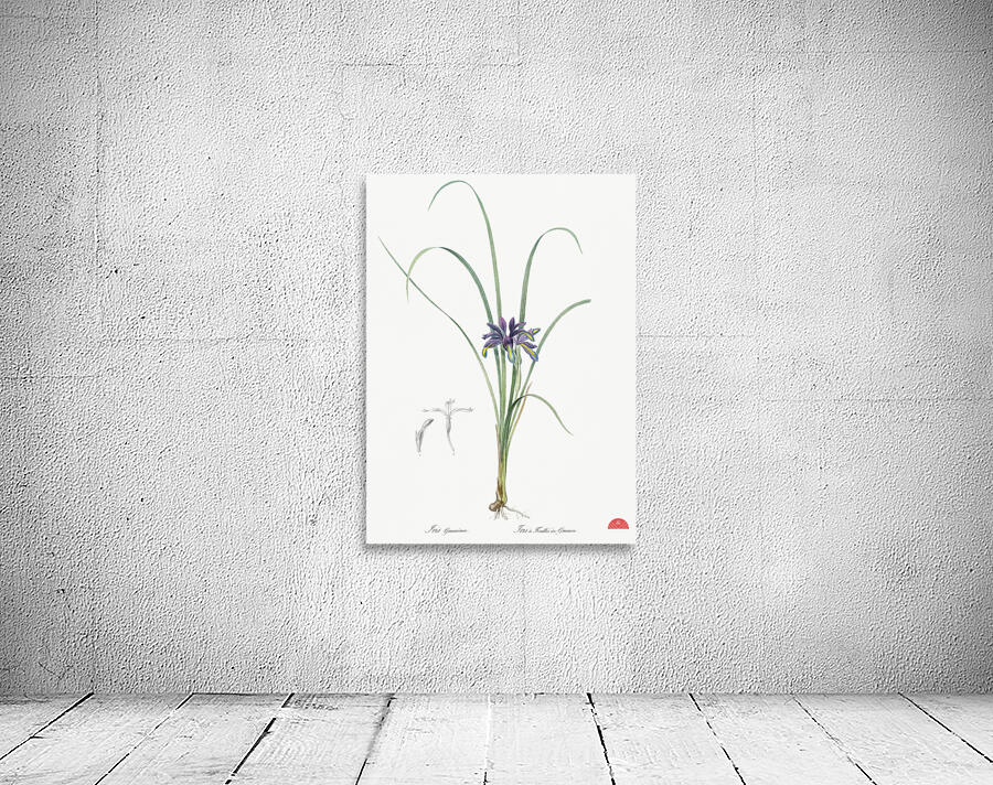 Grass leaved iris illustration  Wall Preview