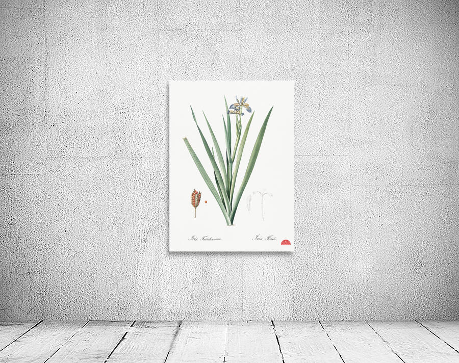 Stinking iris illustration  Wall Preview
