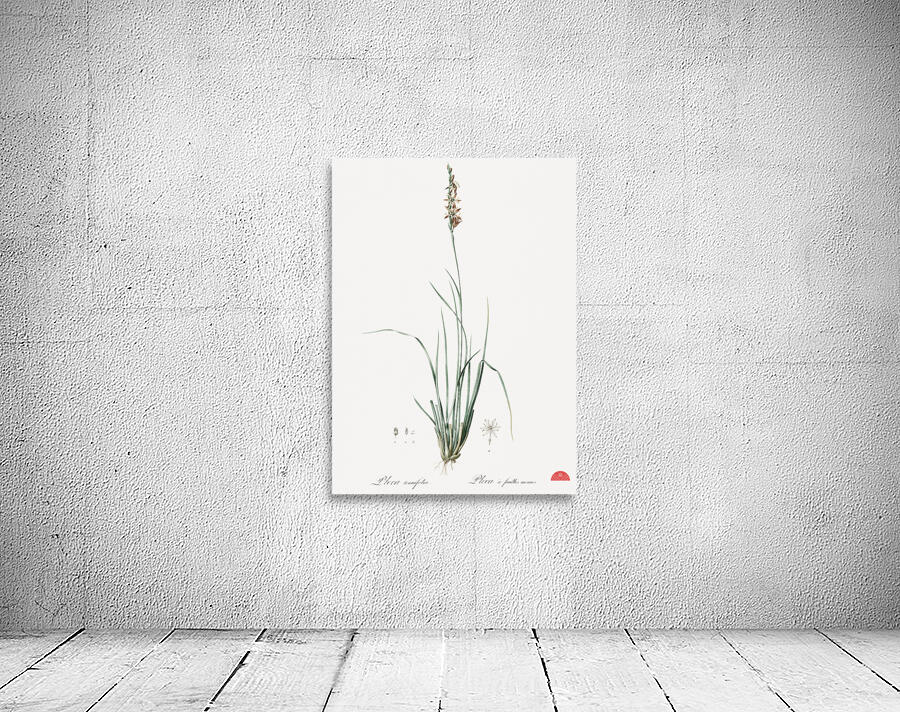 Rush featherling illustration  Wall Preview