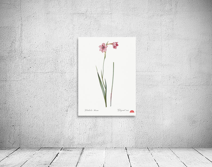 Sword lily illustration  Wall Preview