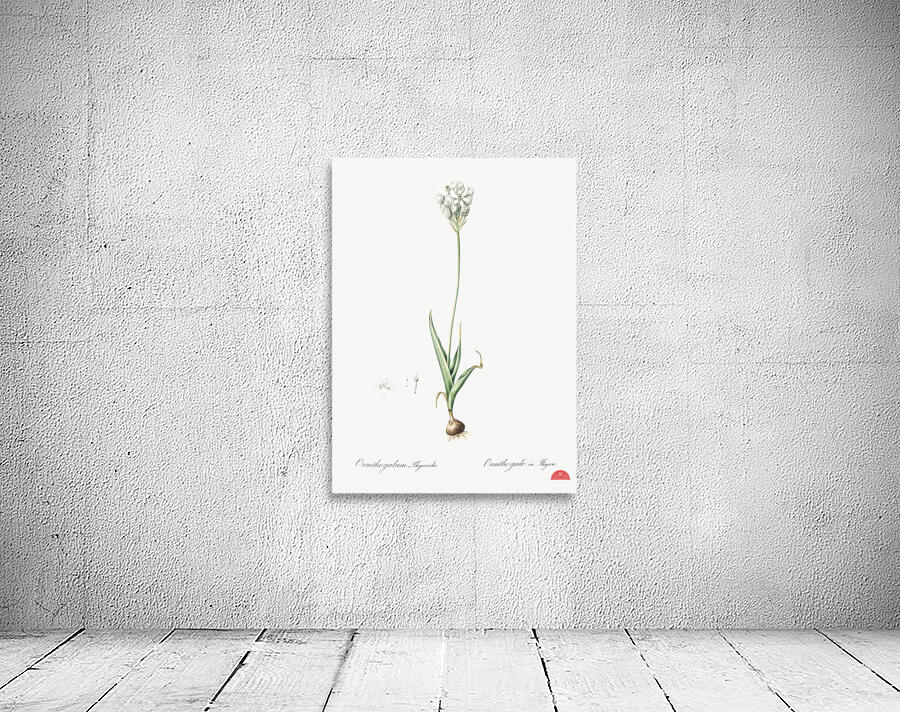 Chincherinchee illustration  Wall Preview