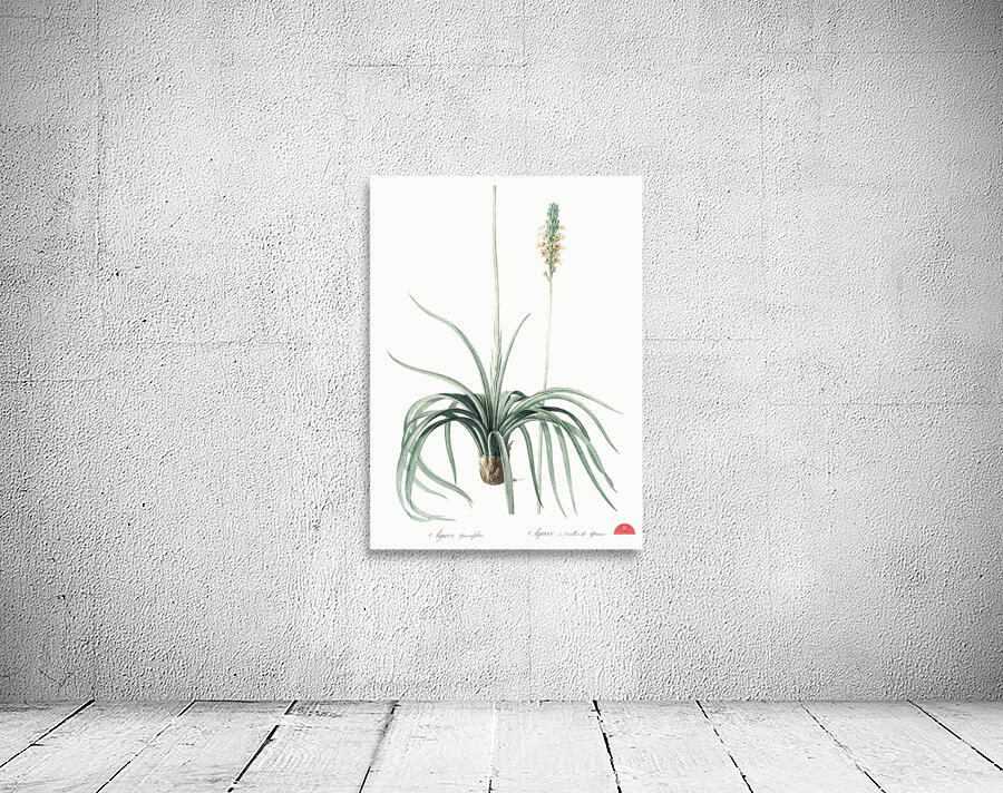Agave yuccaefolia illustration  Wall Preview