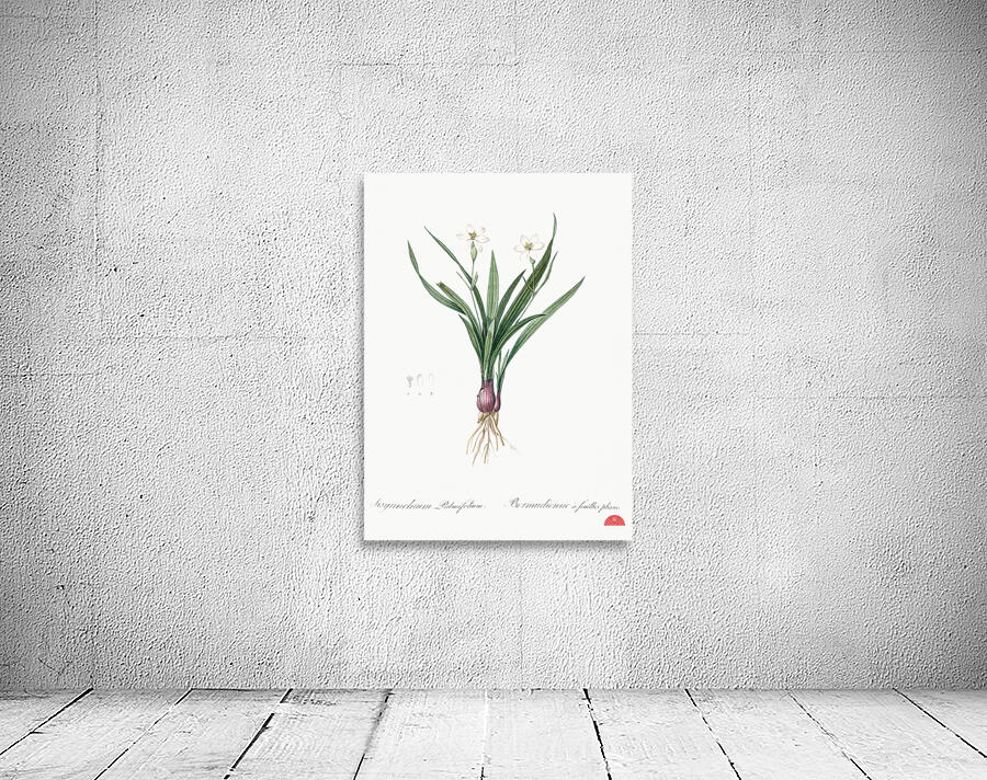Agave yuccaefolia illustration  Wall Preview