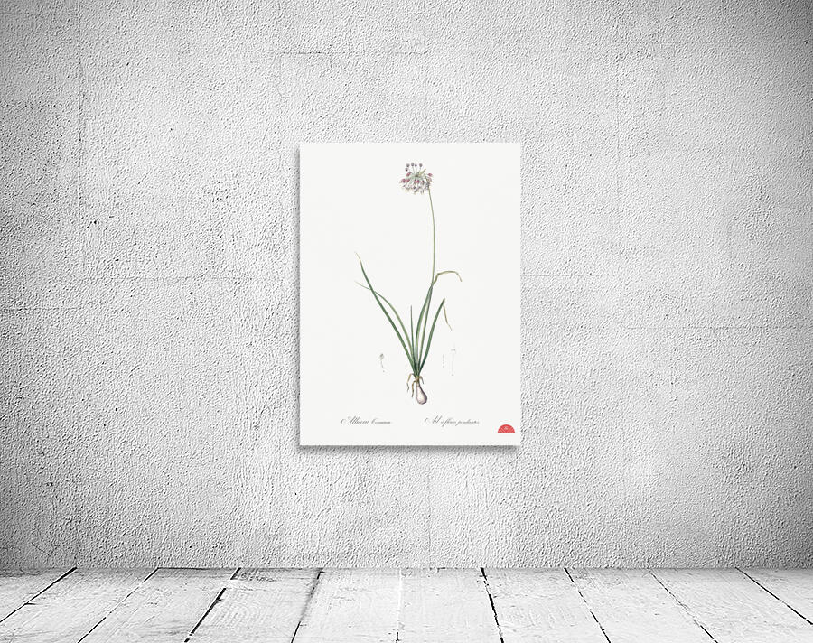 Nodding onion illustration  Wall Preview