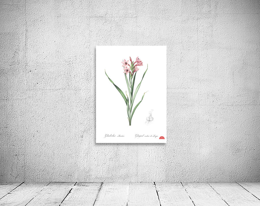 Sword lily illustration  Wall Preview