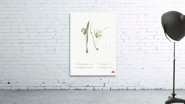 1. Yellow star-of-bethlehem 2. Small star-of-bethlehem illustration  Wall Preview