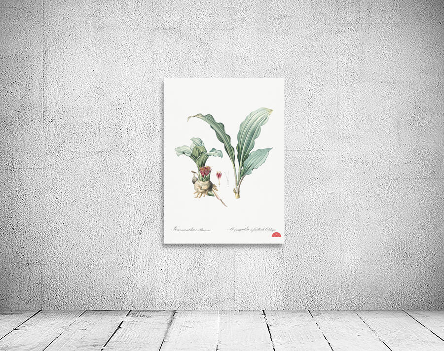 Paintbrush lily illustration Wall Preview