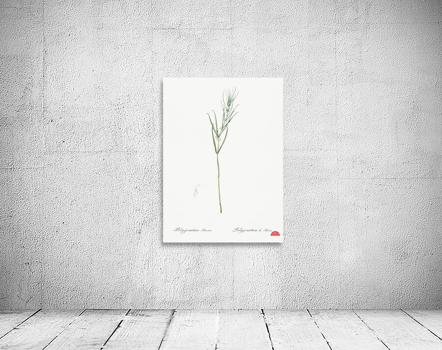 Siberian solomon & seal illustration  Wall Preview