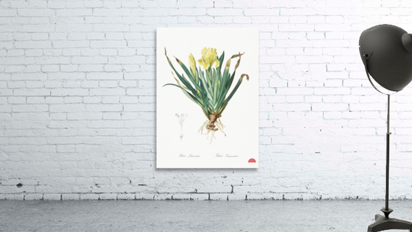 Crimean iris illustration  Wall Preview