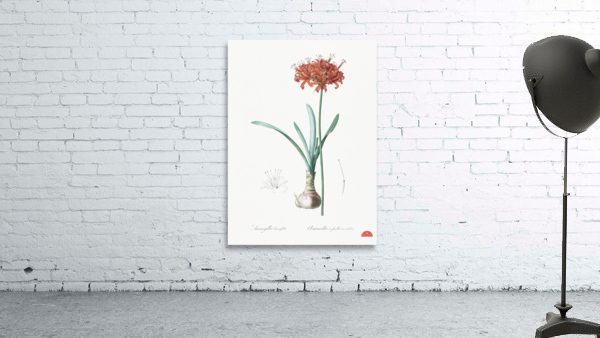 Guernsey lily illustration  Wall Preview
