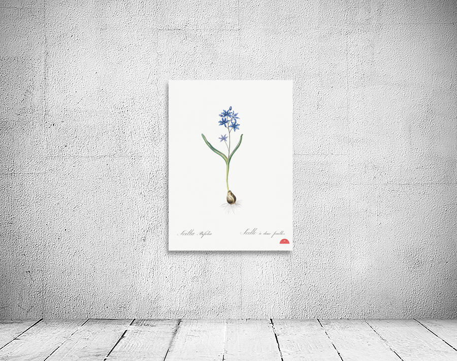 Alpine squill illustration  Wall Preview