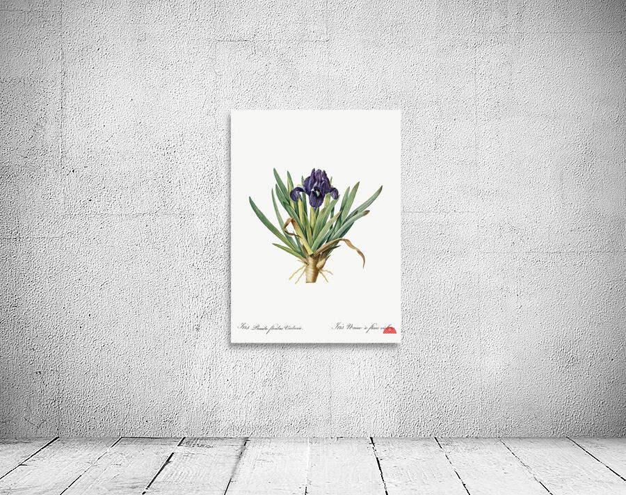 Pygmy iris illustration  Wall Preview