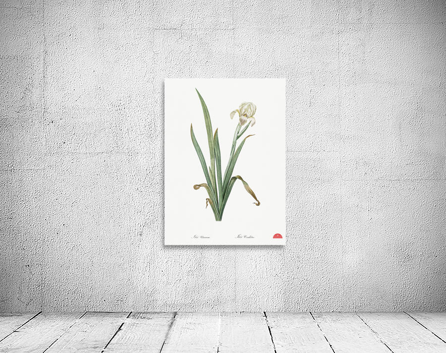 Crimean iris illustration  Wall Preview