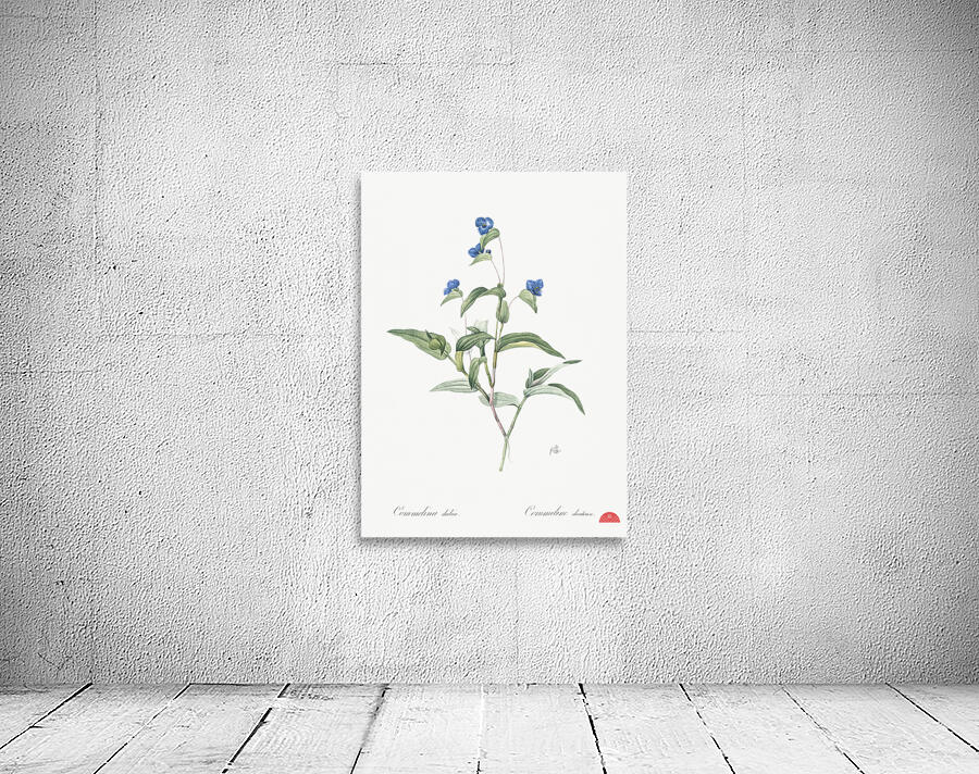 Blue spiderwort illustration  Wall Preview