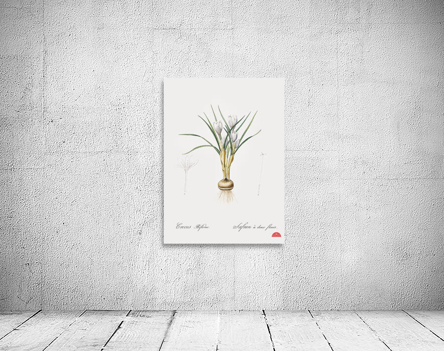 Silvery crocus illustration  Wall Preview