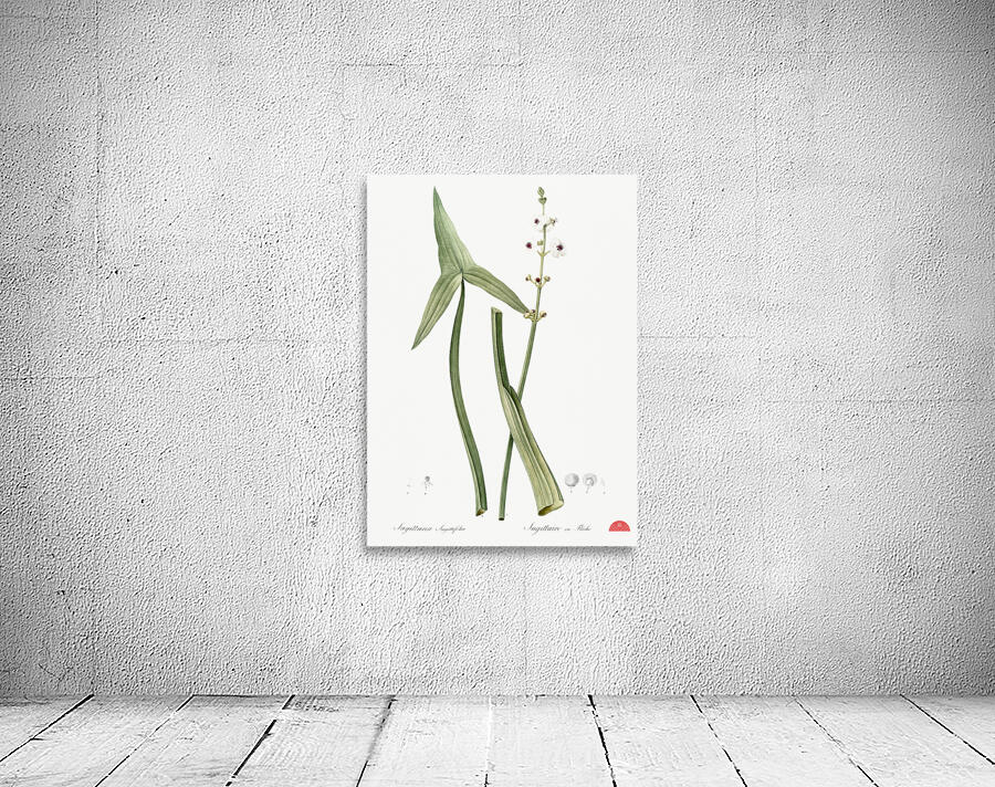 Arrowhead illustration  Wall Preview