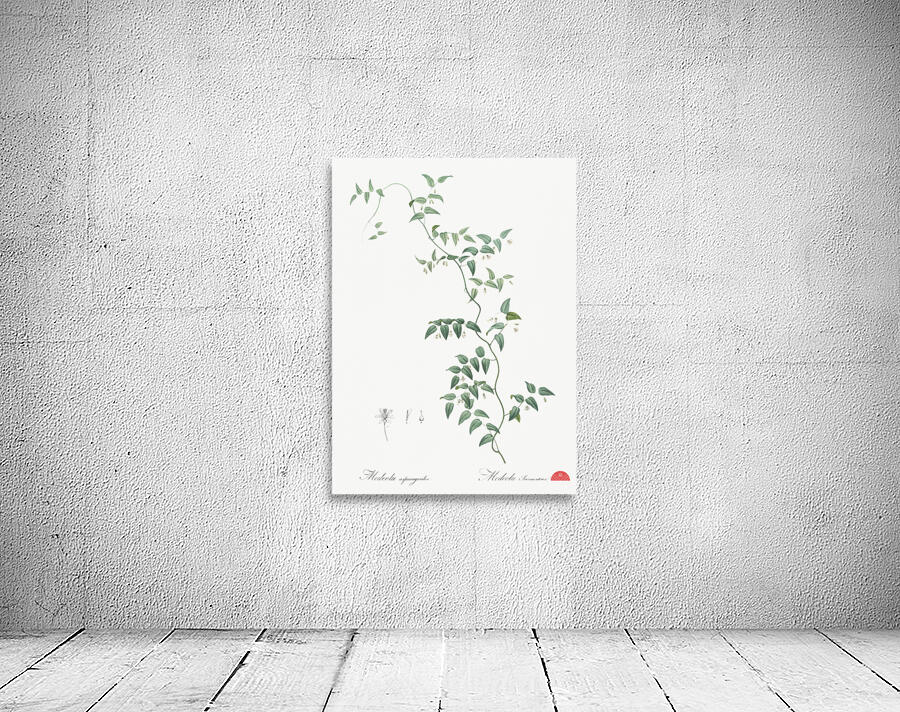 Bridal creeper illustration  Wall Preview