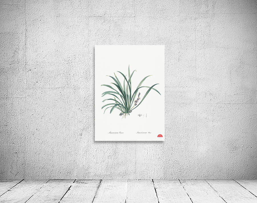 Sansevieria carnea illustration  Wall Preview