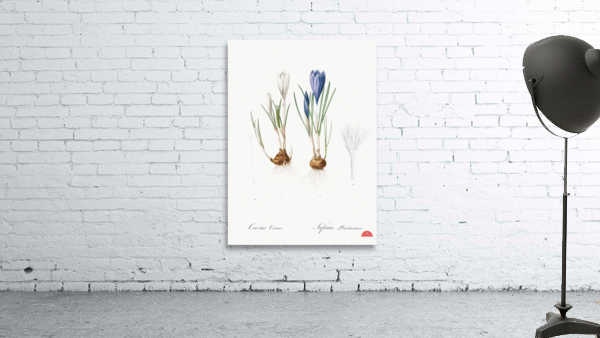 Spring crocus illustration  Wall Preview