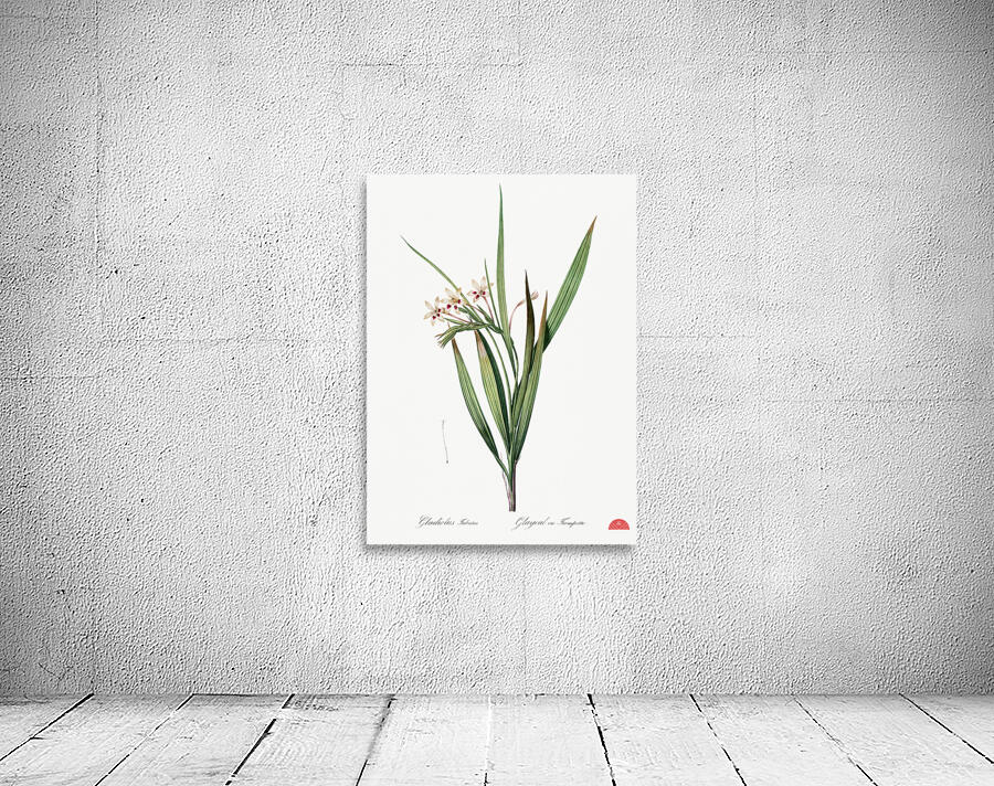 White baboon-root illustration  Wall Preview