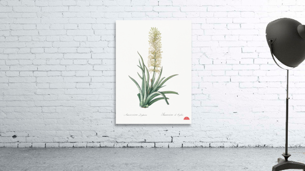 Snake plant illustration  Wall Preview
