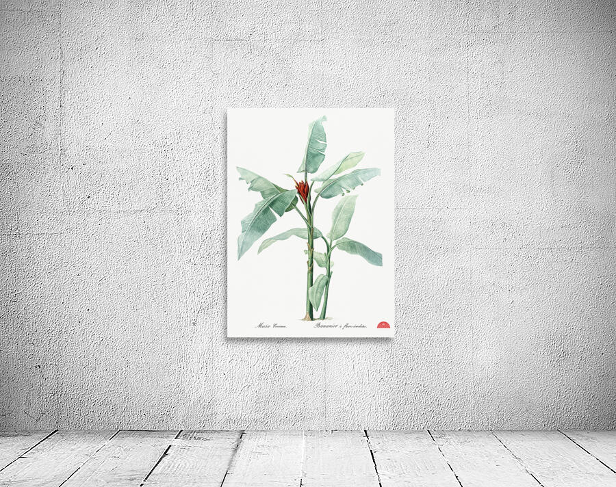 Scarlet banana illustration  Wall Preview