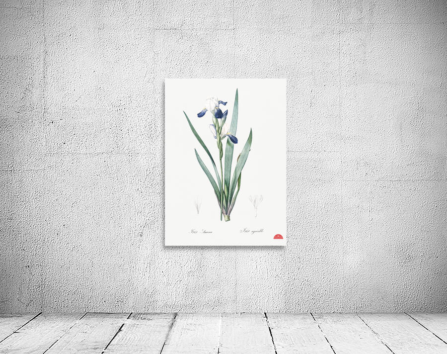 Tall bearded iris illustration  Wall Preview