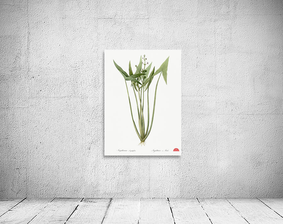 Arrowhead illustration  Wall Preview