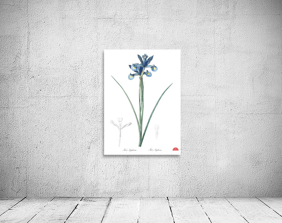 Spanish iris illustration  Wall Preview