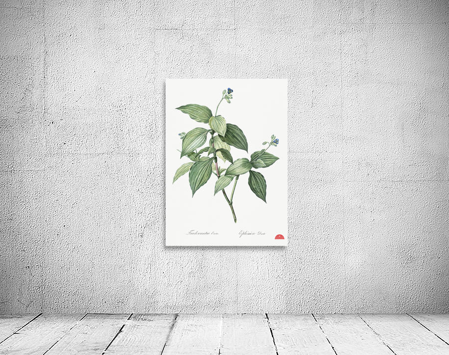 Tradescantia erecta illustration  Wall Preview