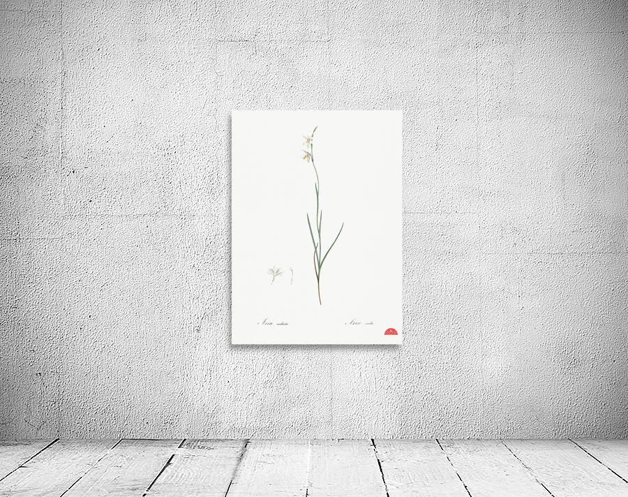 Hesperantha illustration  Wall Preview
