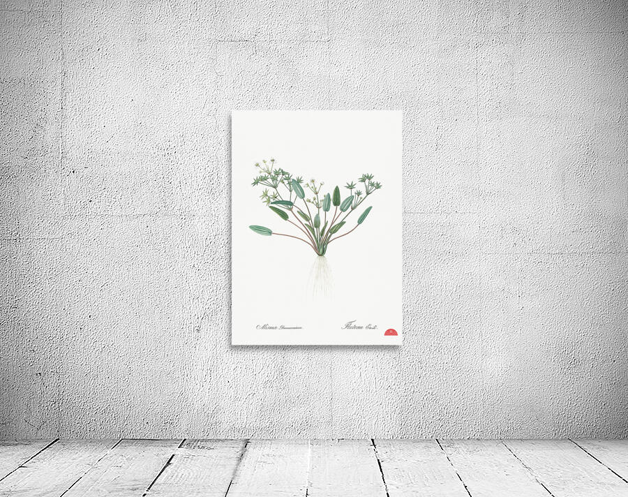 Starfruit illustration  Wall Preview