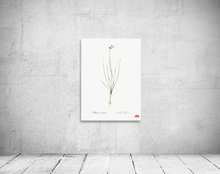 Wild Onion illustration  Wall Preview